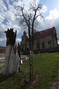 Młody dąb zasadzony w Głębowicach